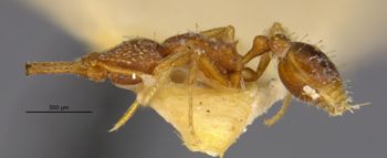 Media type: image;   Entomology 29250 Aspect: habitus lateral view